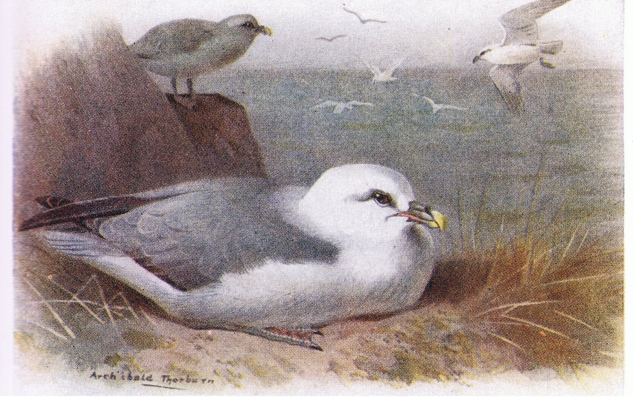 Fulmar da Archibald Thorburn