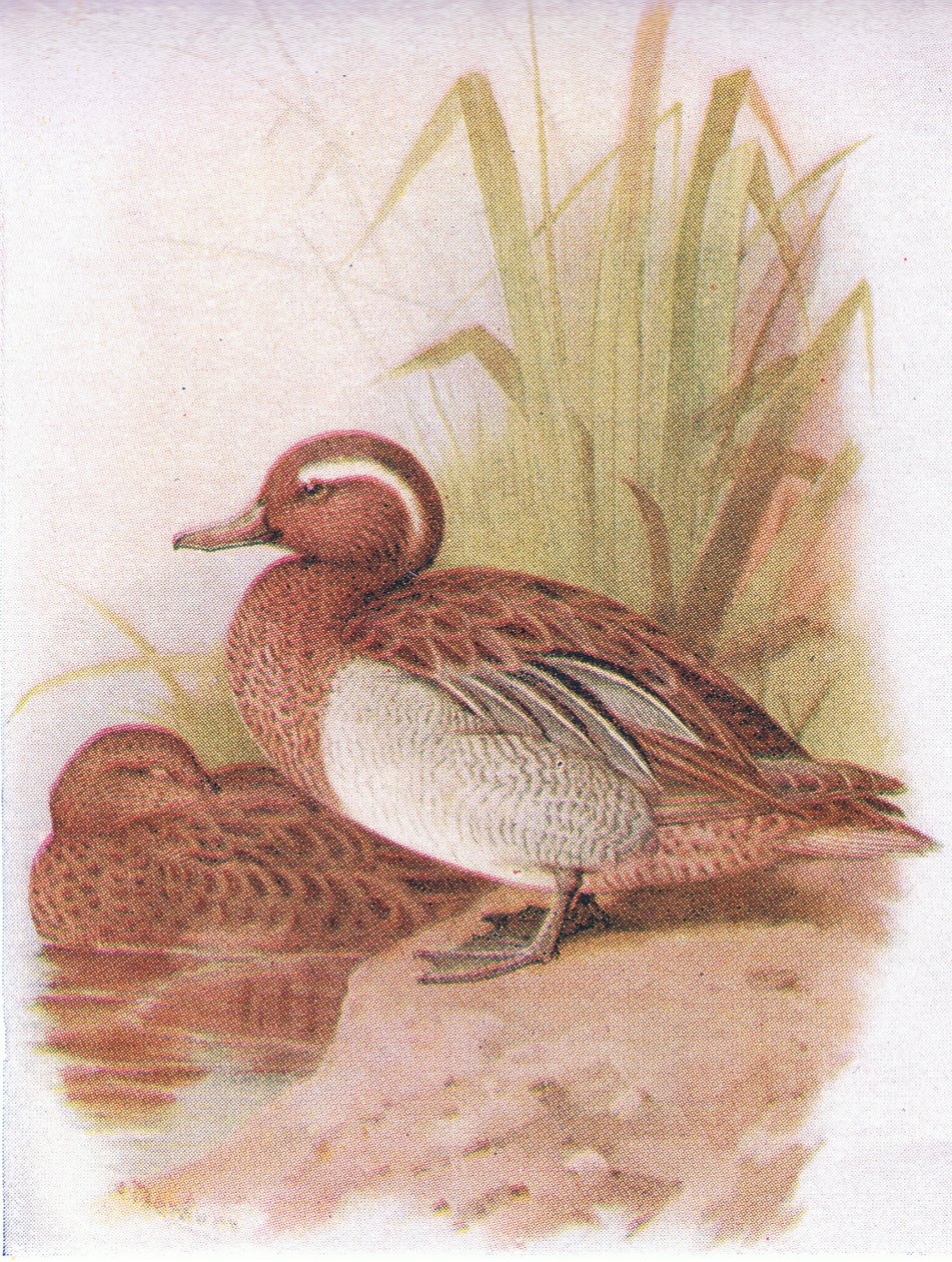 Marzaiola da Archibald Thorburn