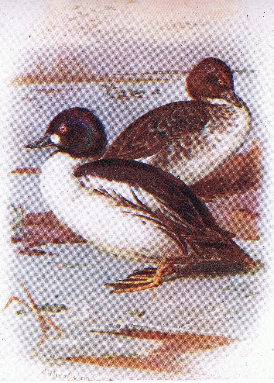 Occhio dorato da Archibald Thorburn