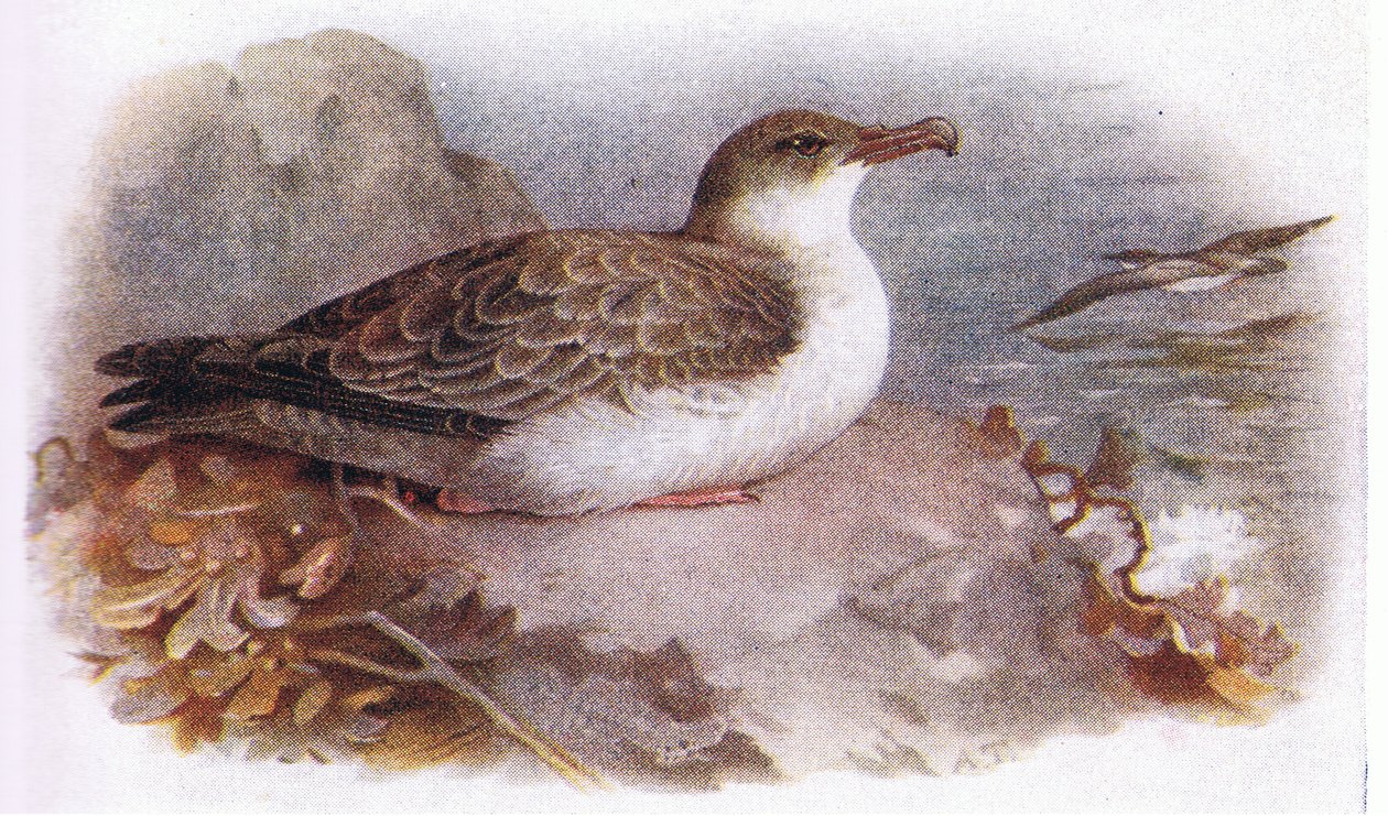 Grande Berta da Archibald Thorburn