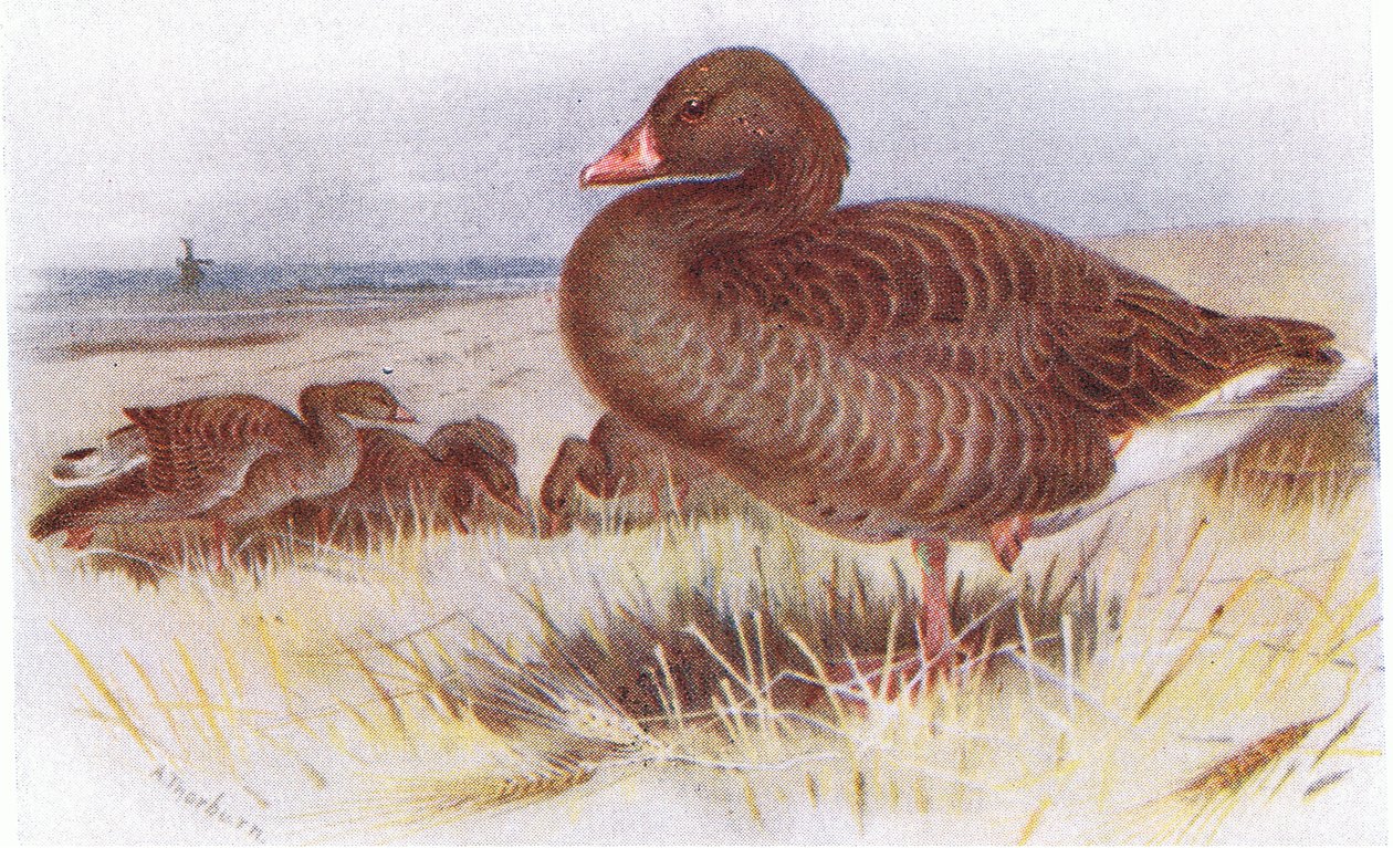 Oca grigia da Archibald Thorburn