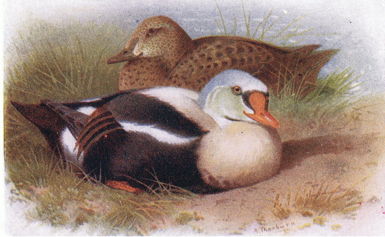Edredone reale da Archibald Thorburn