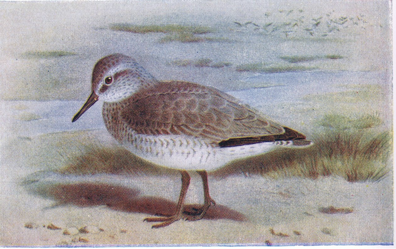 Piovanello maggiore, da Birds of the British Isles and Their Eggs pubblicato da Frederick Warne & Co Ltd, 1958 da Archibald Thorburn