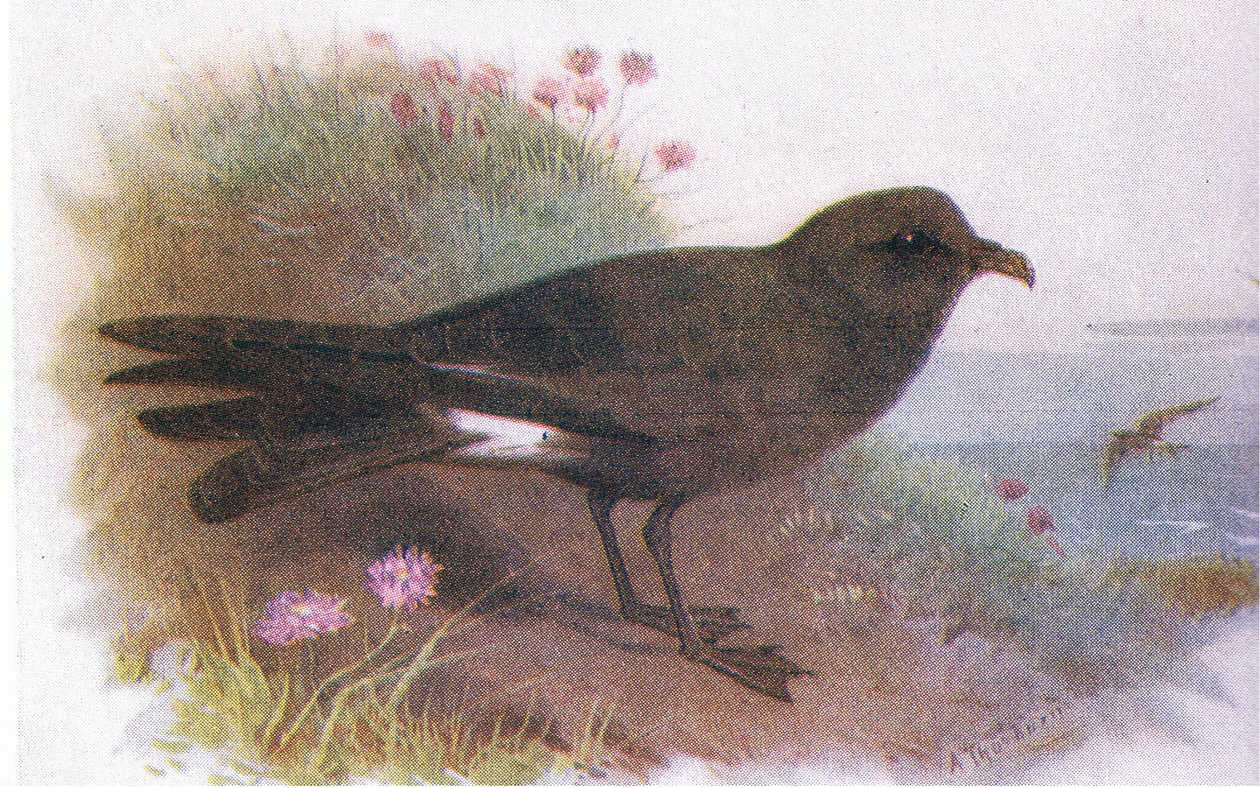 Petrello di Leach da Archibald Thorburn