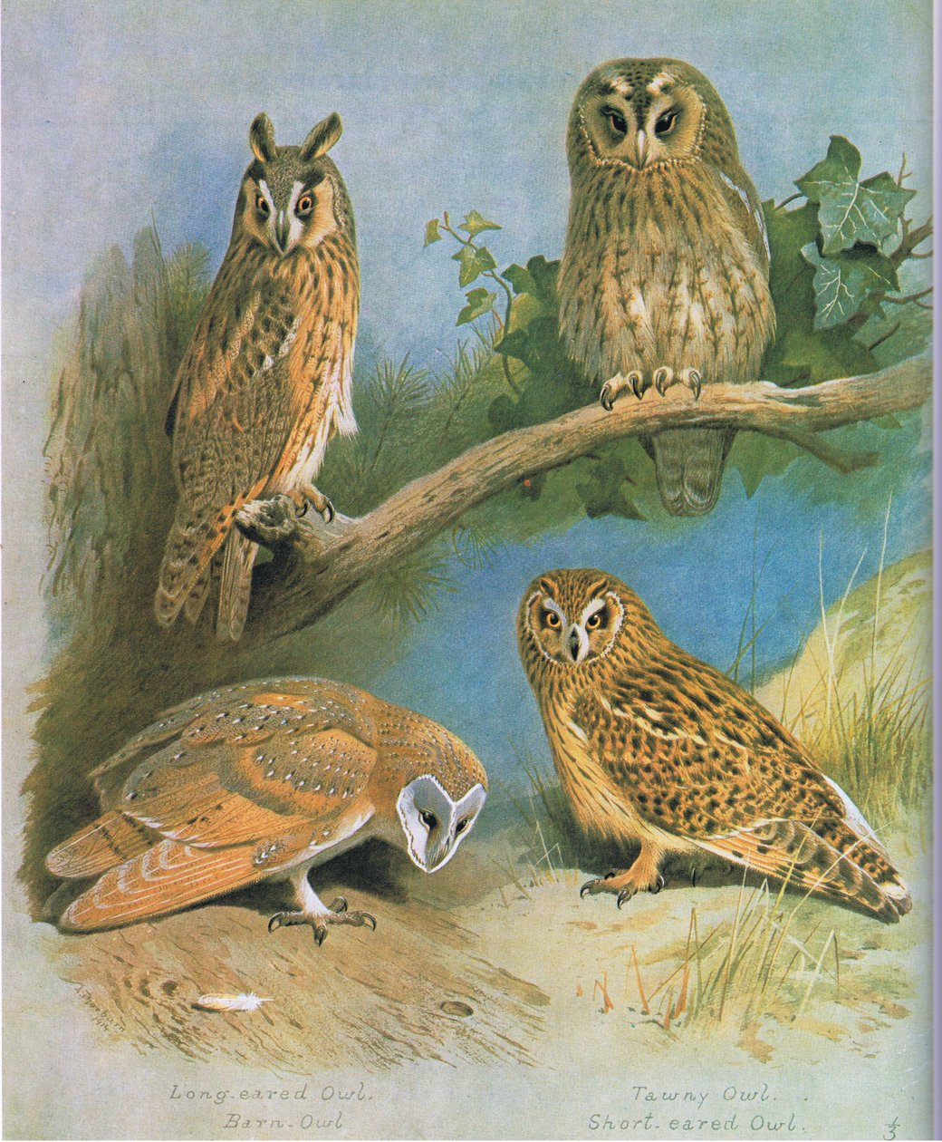 Gufo comune, barbagianni, allocco, gufo di palude, pub. da Book Club Associates, 1972 da Archibald Thorburn