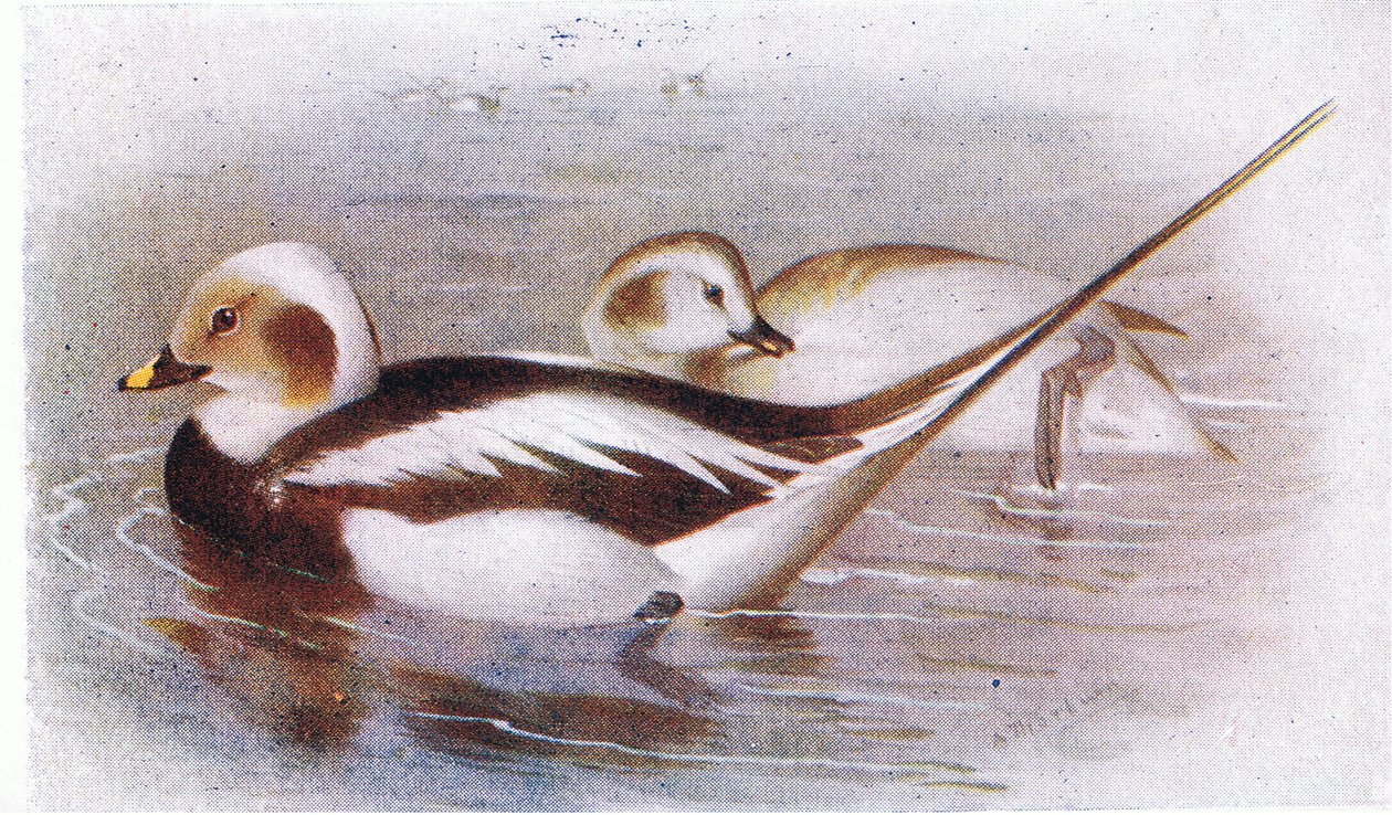 Anatra dalla coda lunga da Archibald Thorburn