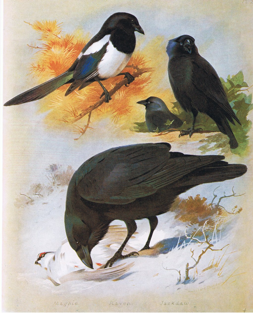 Gazza, corvo e taccola, pub. da Book Club Associates, 1972 da Archibald Thorburn