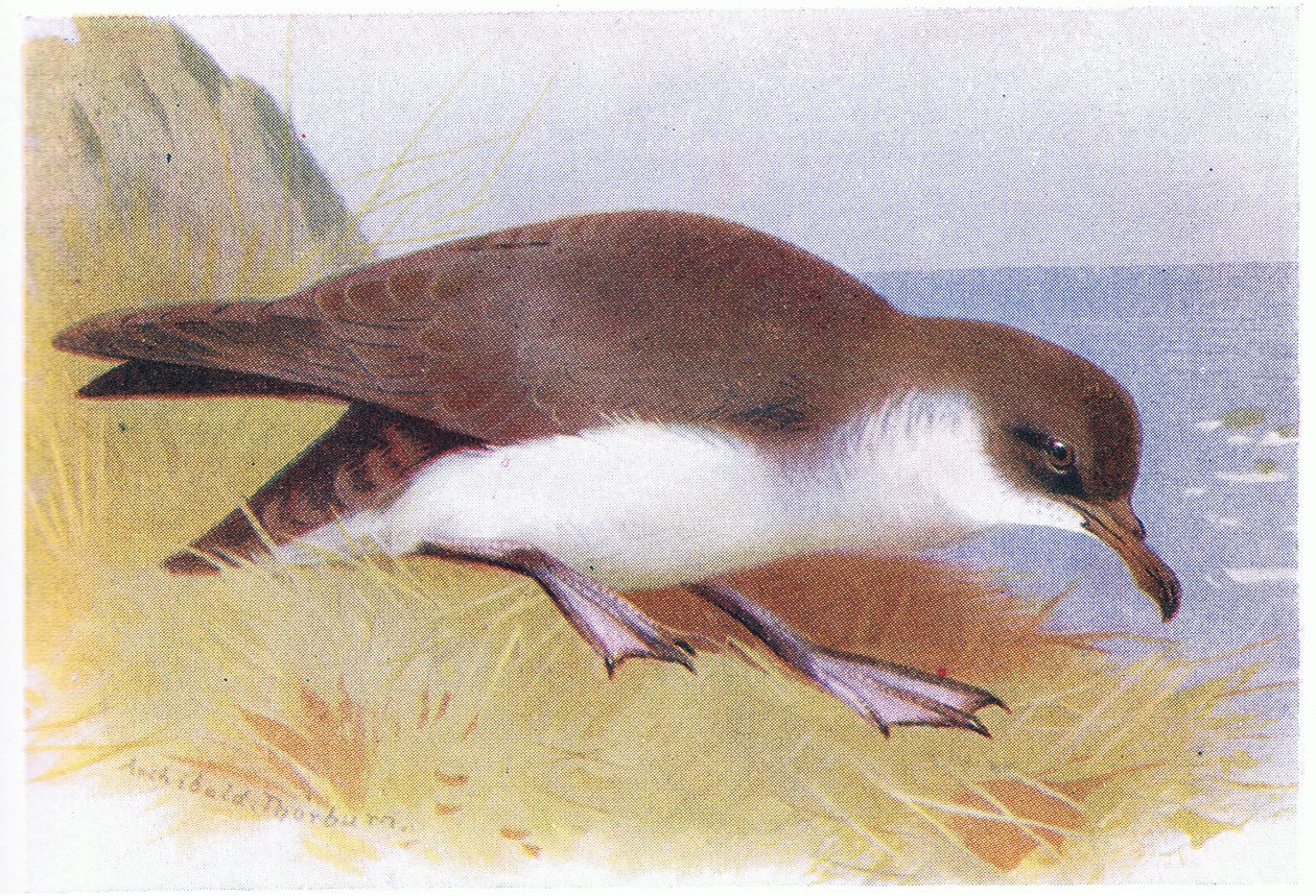 Berta minore da Archibald Thorburn