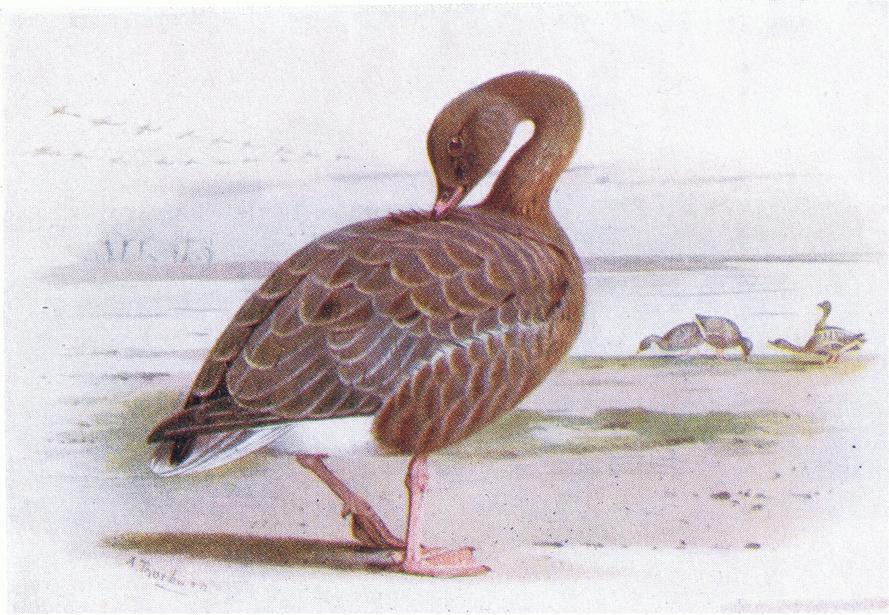 Oca zamperosa da Archibald Thorburn