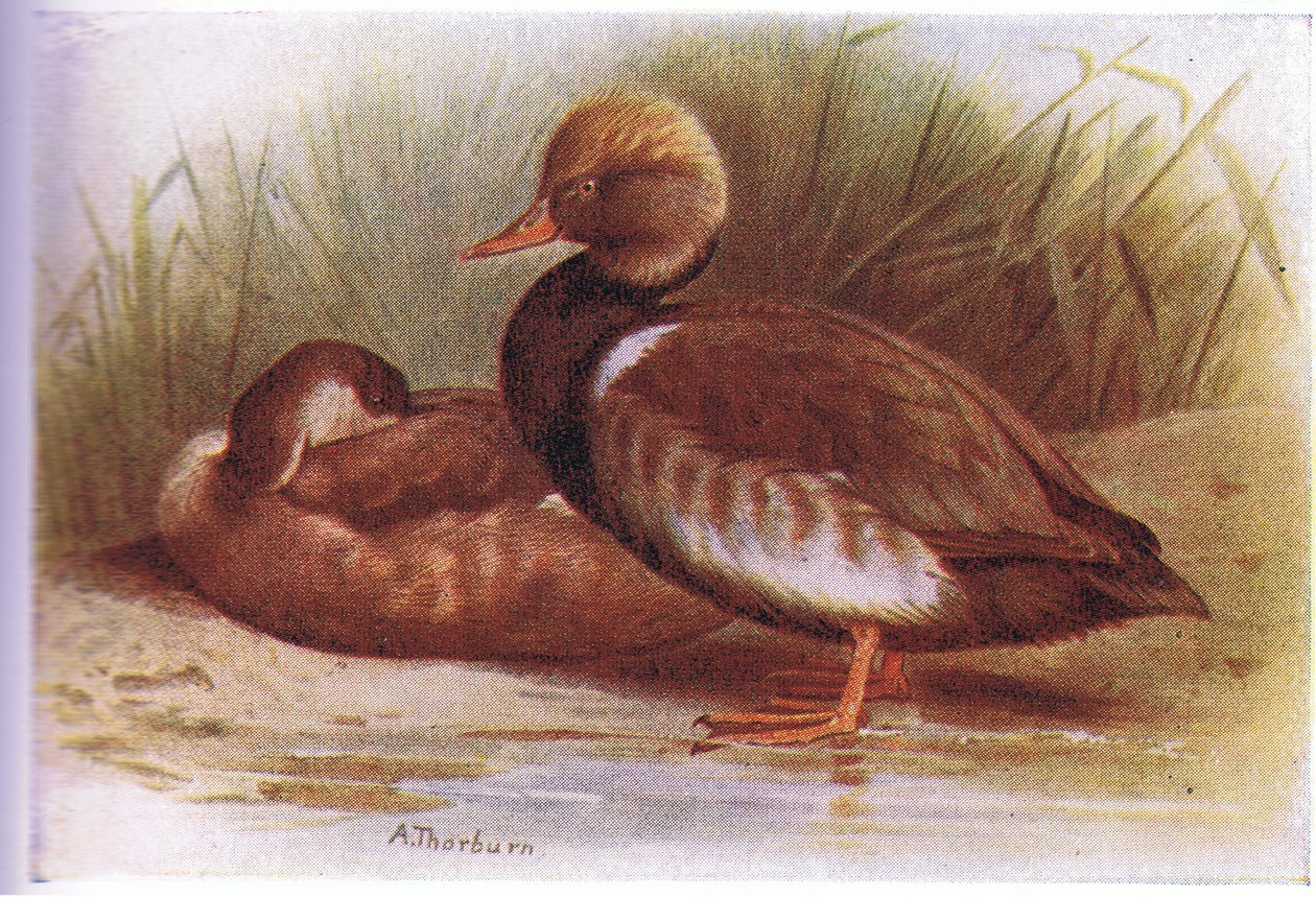 Moriglione da Archibald Thorburn