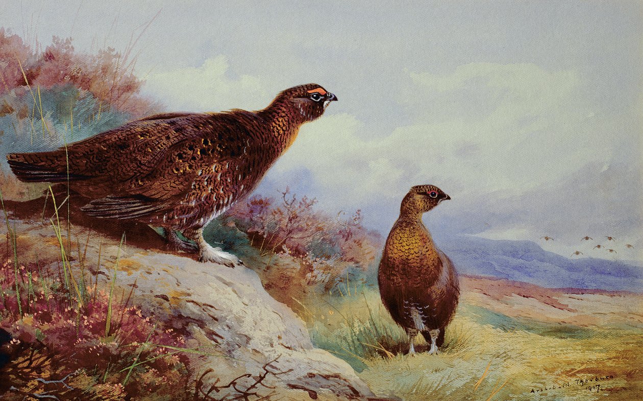 Gallo rosso sulla brughiera, 1917 da Archibald Thorburn