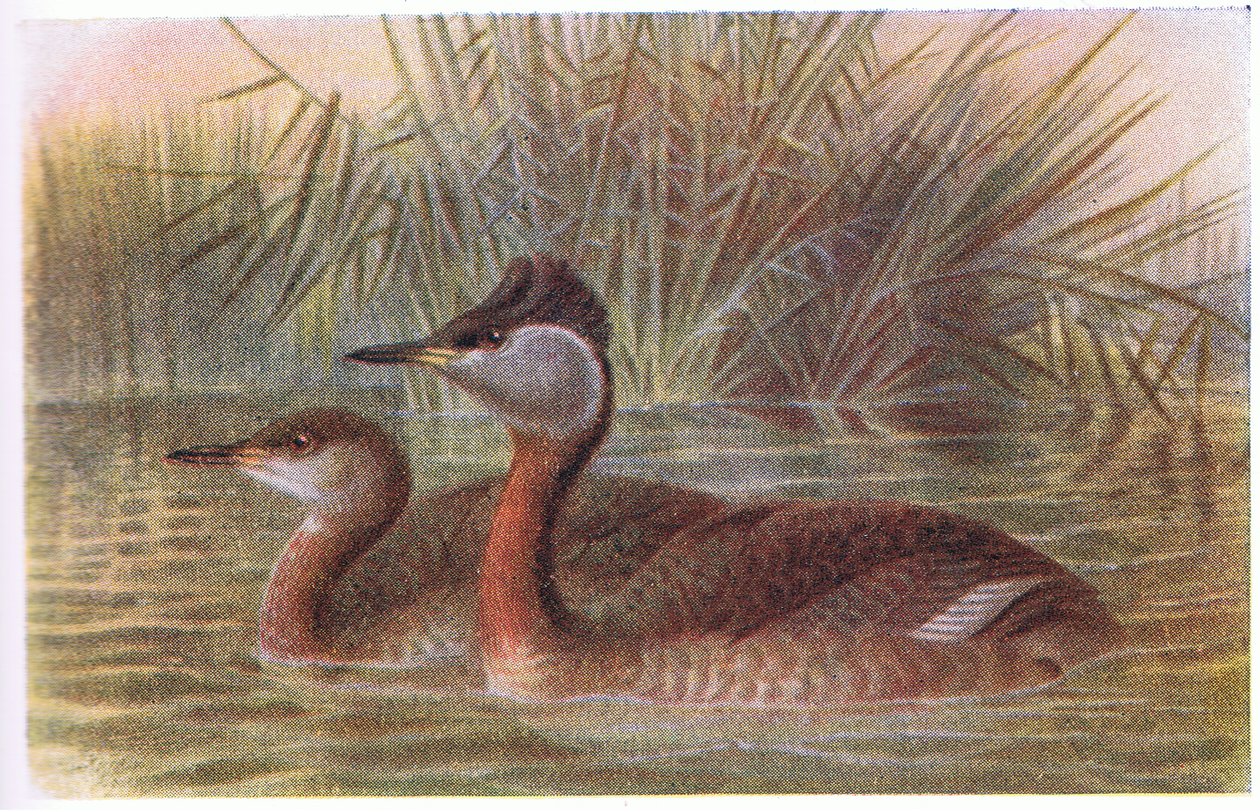Svasso dal collo rosso da Archibald Thorburn