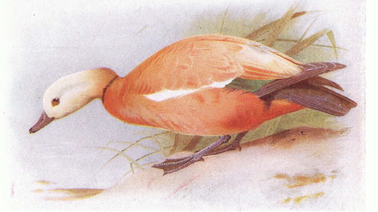 Anatra Sheld Ruddy da Archibald Thorburn