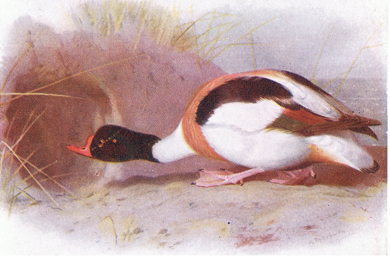 Anatra selvatica da Archibald Thorburn