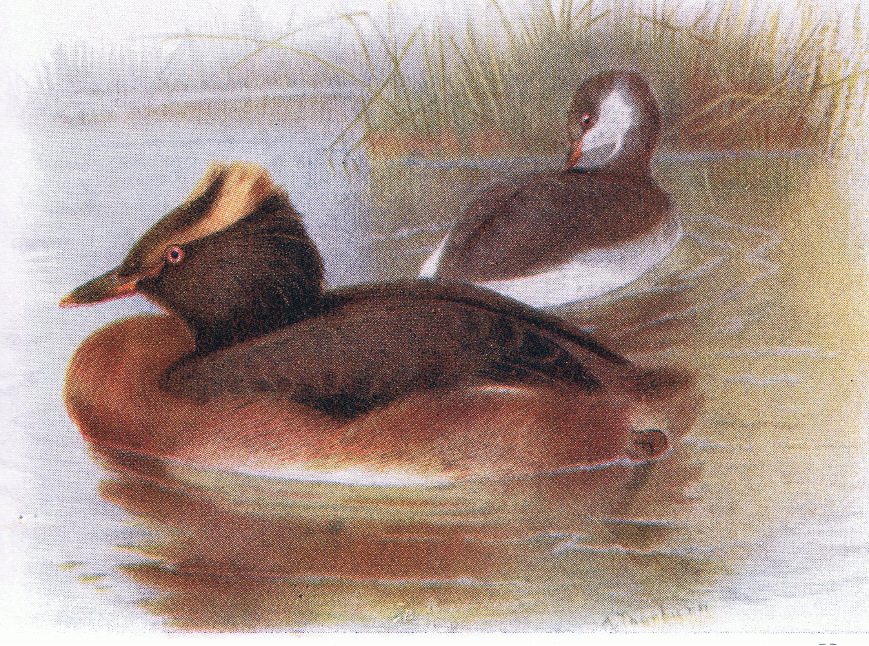 Svasso cornuto da Archibald Thorburn