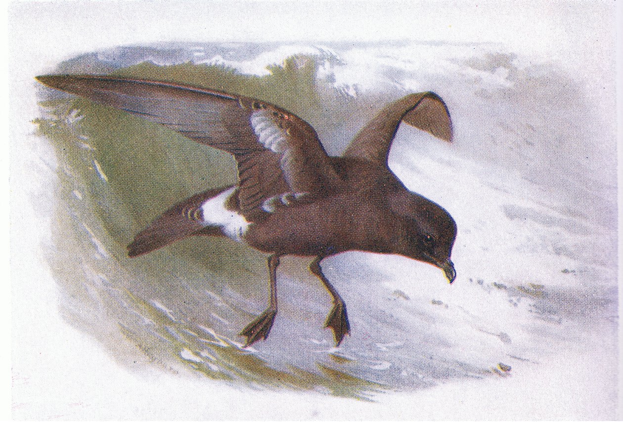 Uccello delle tempeste da Archibald Thorburn