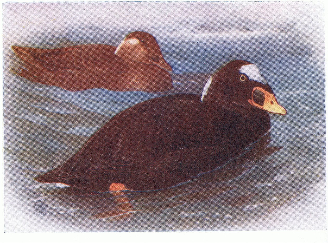 Surf Scoter da Archibald Thorburn