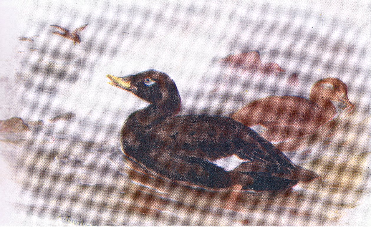Edredone da Archibald Thorburn