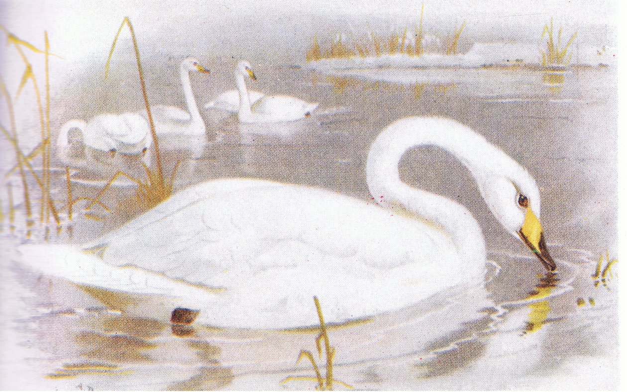 Cigno selvatico da Archibald Thorburn