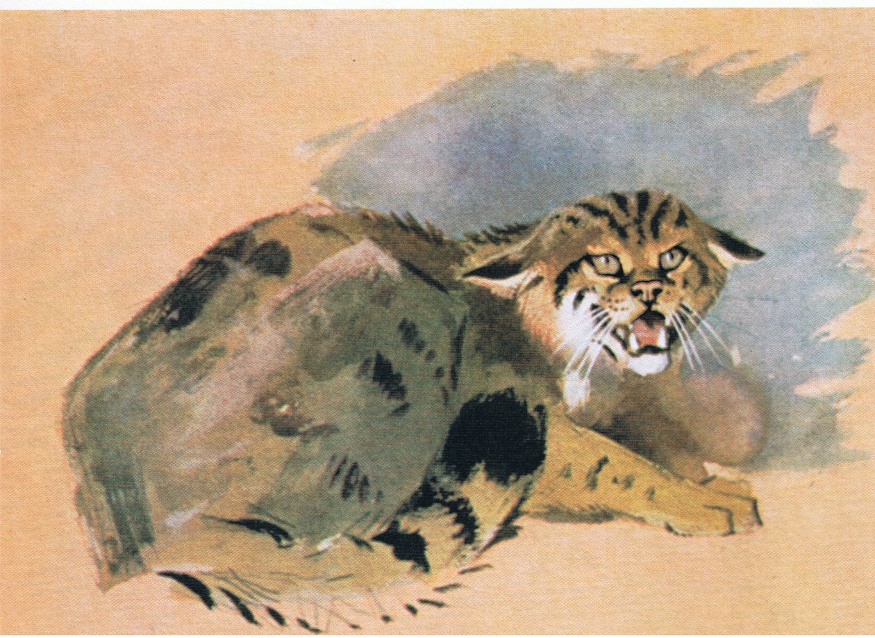 Gatto selvatico, pub. da Book Club Associates, 1972 da Archibald Thorburn
