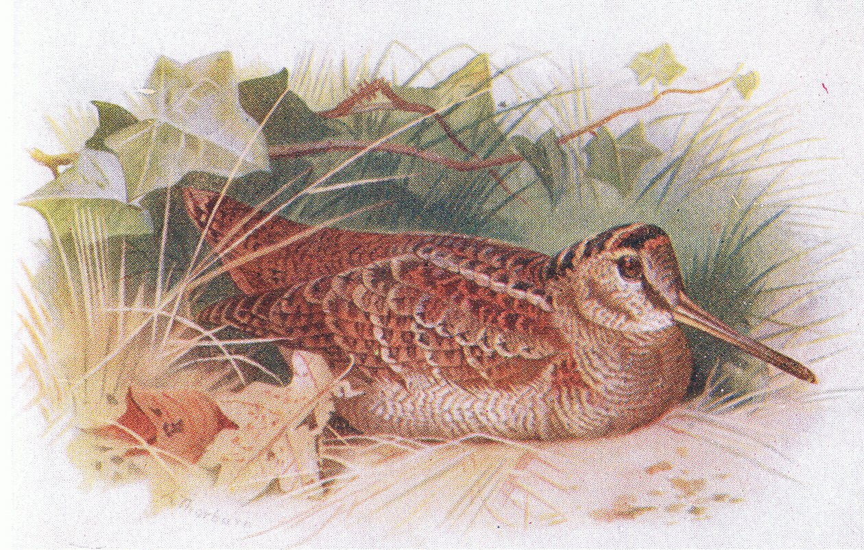 Beccaccia, da Birds of the British Isles and Their Eggs pubblicato da Frederick Warne & Co Ltd, 1958 da Archibald Thorburn