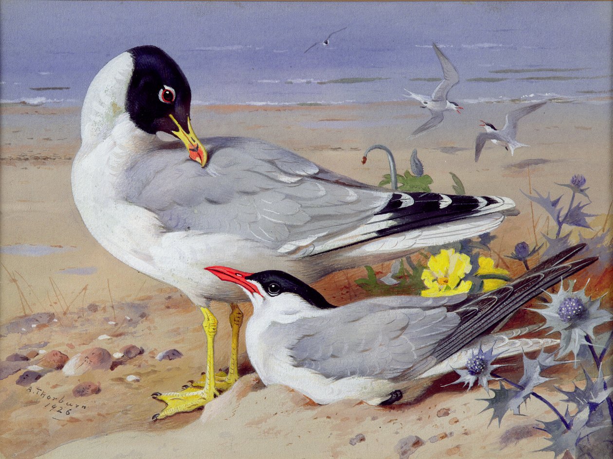 Gabbiani dalla testa nera da Archibald Thornburn