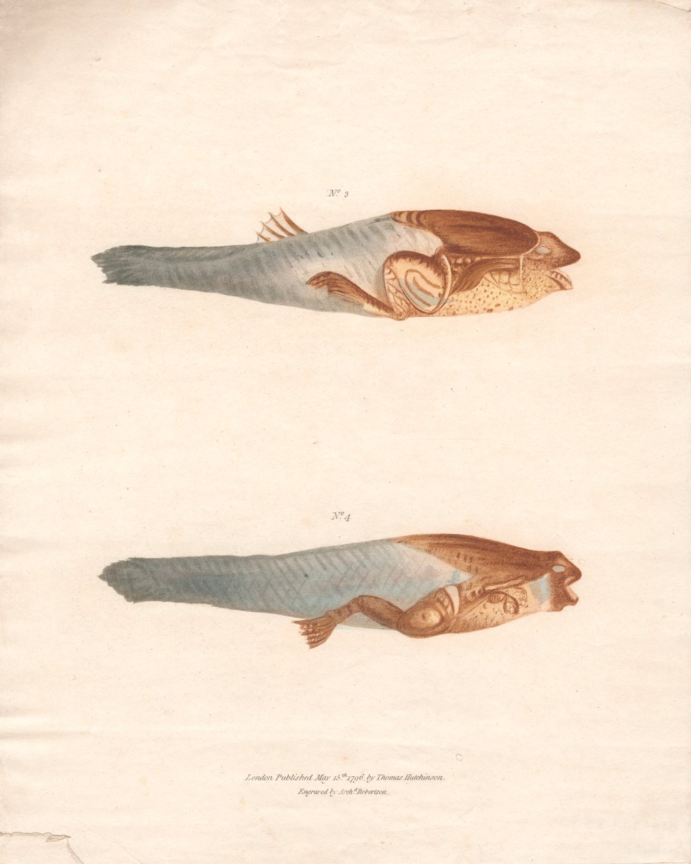 No. 3 e 4 nelle 8 fasi di crescita della Rana del Suriname da Archibald Robertson