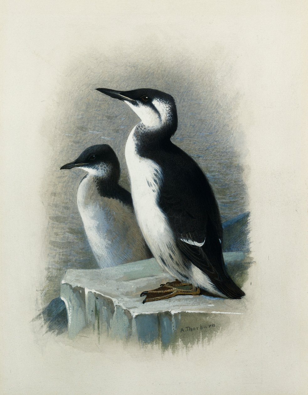 Un Uria di Brünnich da Archibald Thorburn