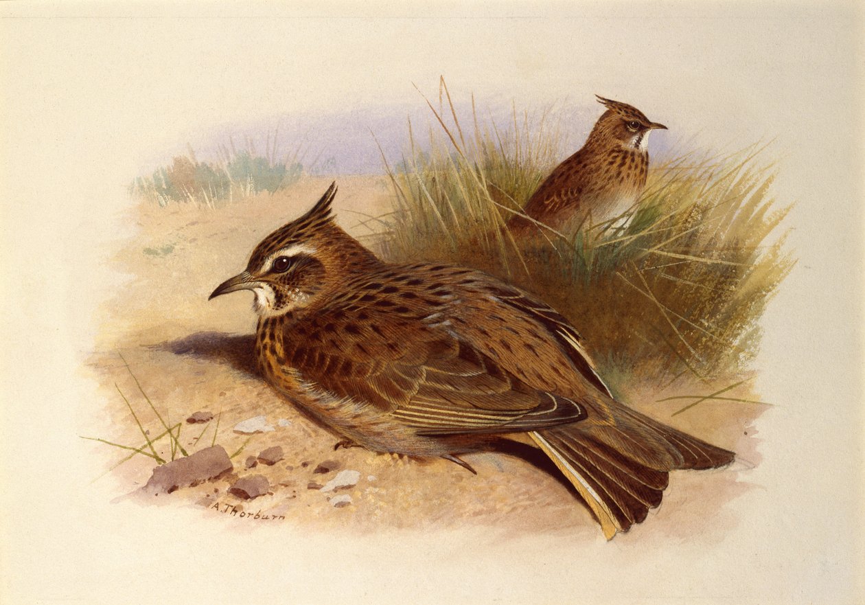 Una cappellaccia, Uccelli britannici da Archibald Thorburn