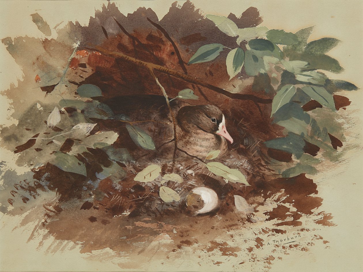 Oca che nidifica da Archibald Thorburn