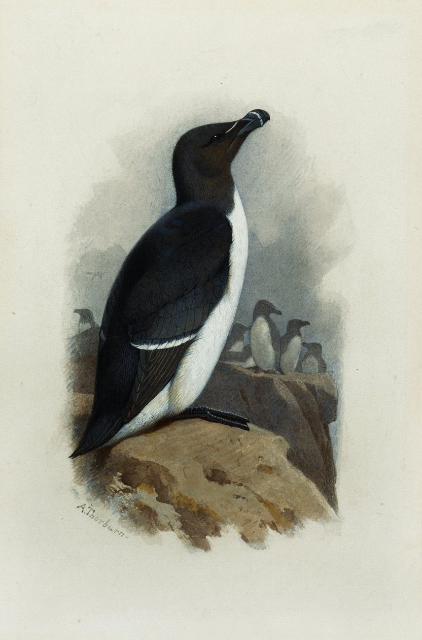 Un uria da Archibald Thorburn
