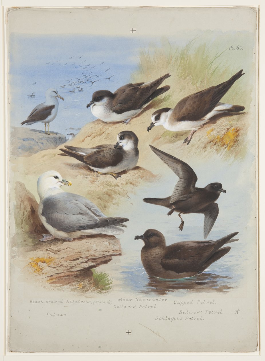 Albatros, petrelli, berta, fulmaro, c.1915 da Archibald Thorburn