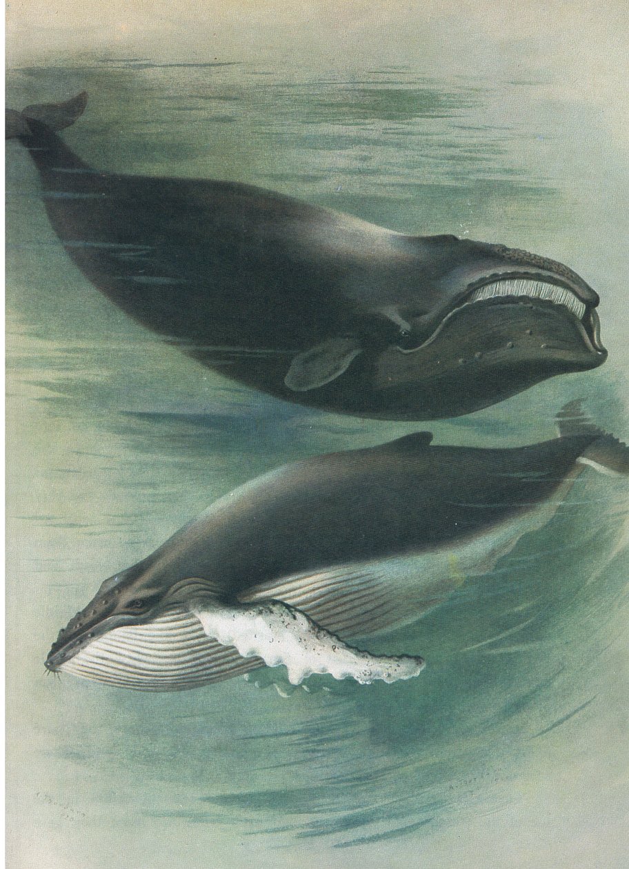 Balena bianca atlantica e balena gobba, da Mammiferi di Thorburn pubblicato da Longmans and Co, c. 1920 da Archibald Thorburn