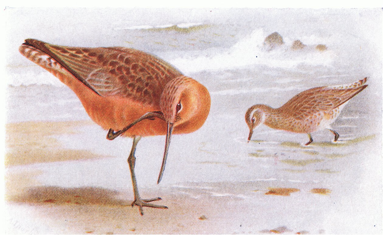 Pivieressa codabianca, da Birds of the British Isles and Their Eggs pubblicato da Frederick Warne & Co Ltd, 1958 da Archibald Thorburn