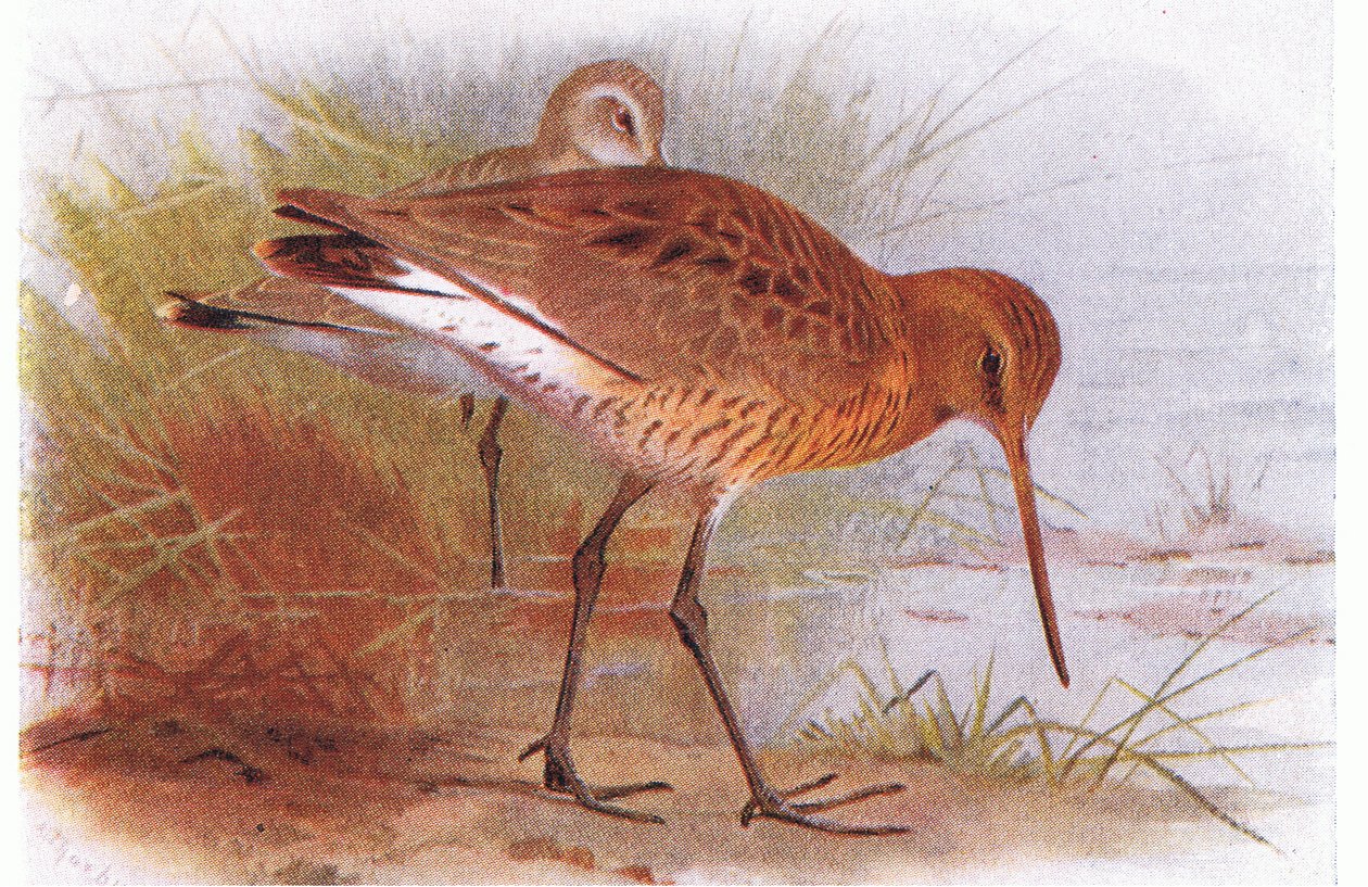 Pivieressa, da Birds of the British Isles and Their Eggs pubblicato da Frederick Warne & Co Ltd, 1958 da Archibald Thorburn
