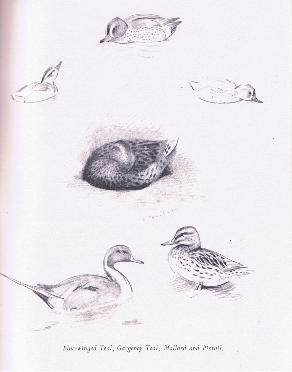 Alzavole aliate blu, garganey, alzavole, germani reali e codoni da Archibald Thorburn