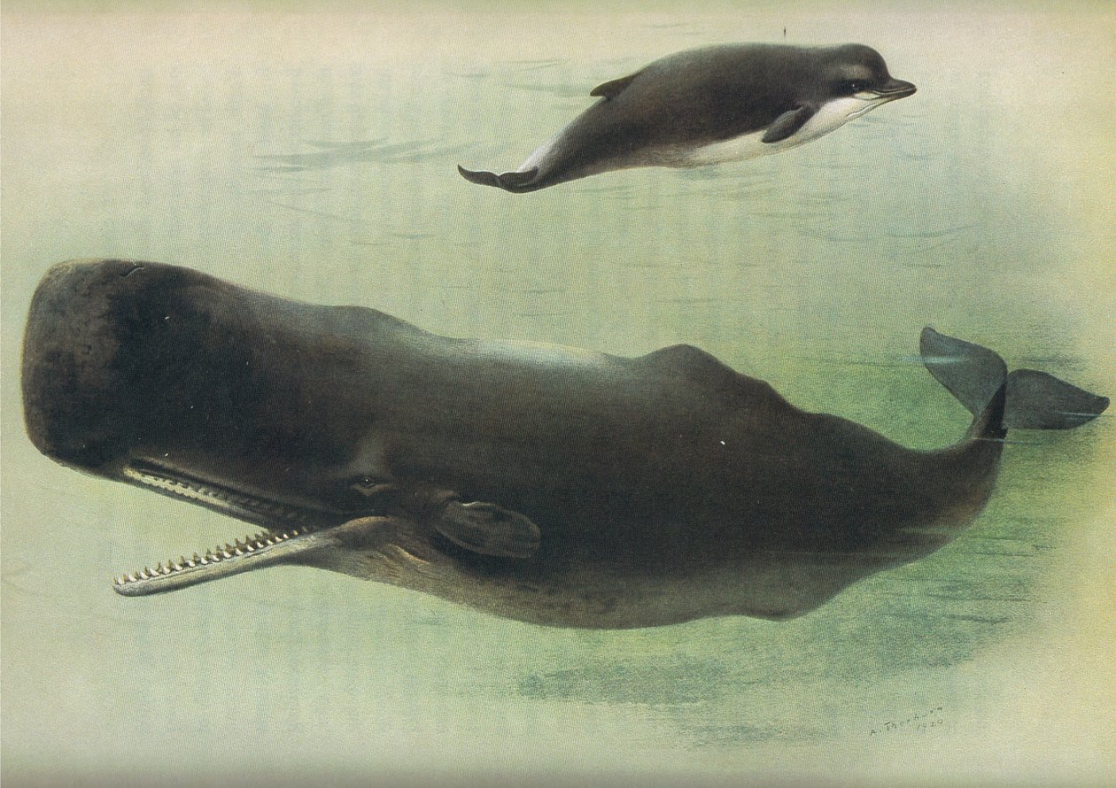 Balena dal becco e capodoglio, da Mammiferi di Thorburn pubblicato da Longmans and Co, c. 1920 da Archibald Thorburn