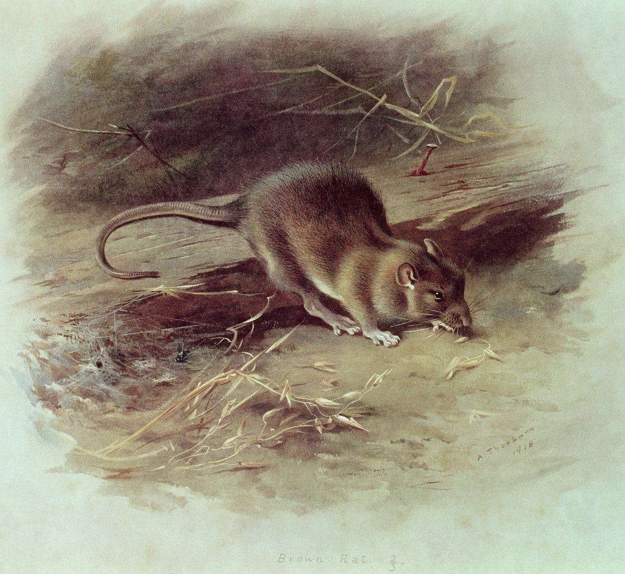 Ratto marrone (Rattus norvegicus) 1918 da Archibald Thorburn