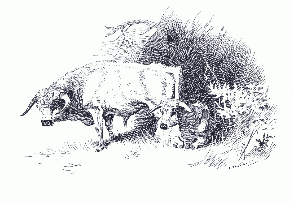 Bovini, da Mammiferi di Thorburn pubblicato da Longmans and Co, c. 1920 da Archibald Thorburn