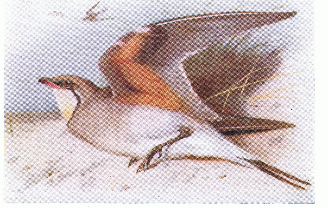 Pratincole collare, da Uccelli delle isole britanniche e le loro uova pubblicato da Frederick Warne & Co Ltd, 1958 da Archibald Thorburn