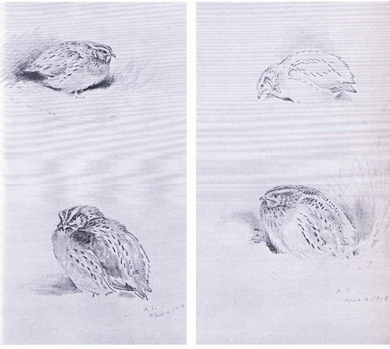 Pernice comune e quaglia, pub. da Book Club Associates da Archibald Thorburn