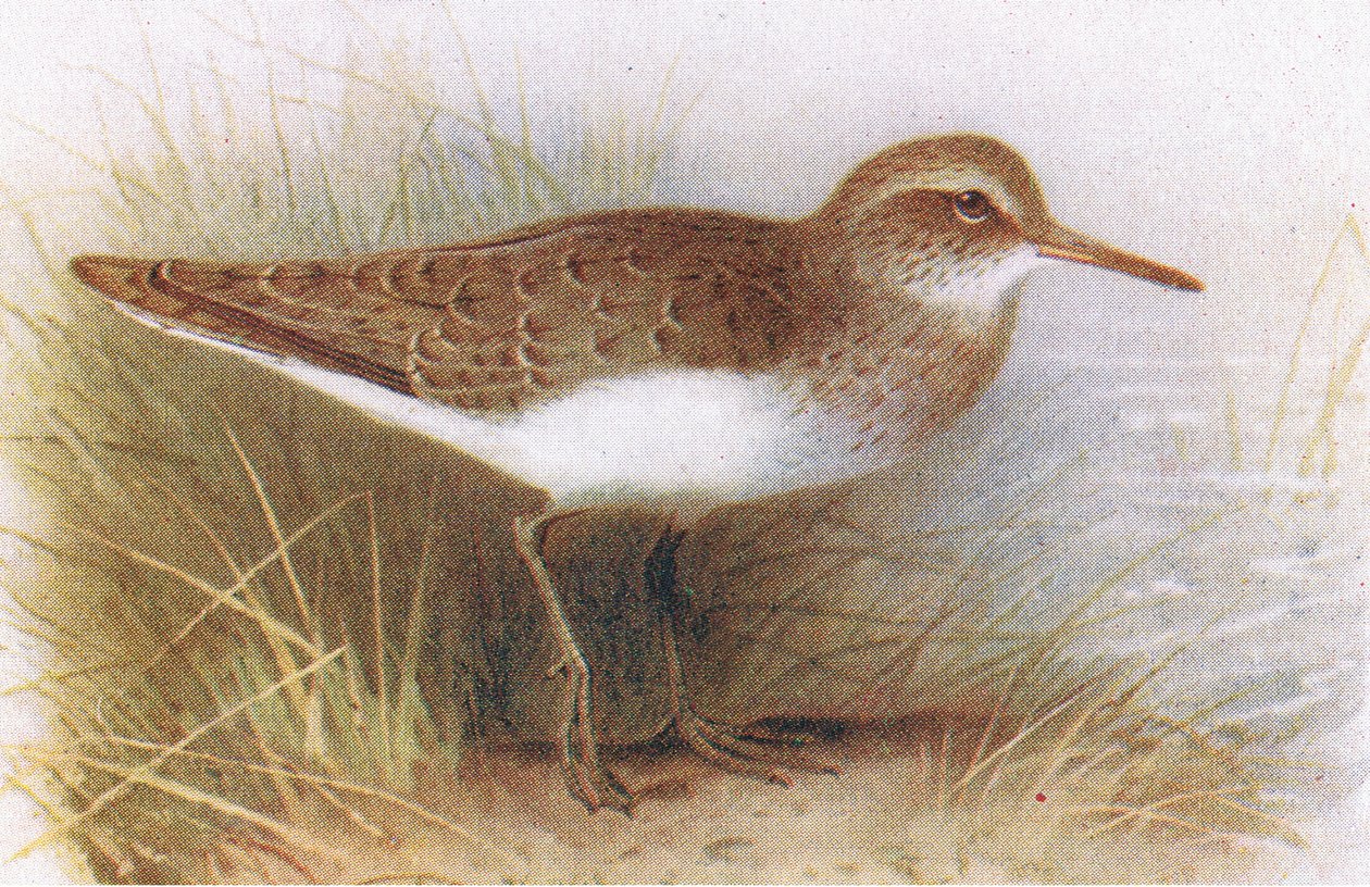 Piro piro piccolo, da Uccelli delle isole britanniche e le loro uova pubblicato da Frederick Warne & Co Ltd, 1958 da Archibald Thorburn
