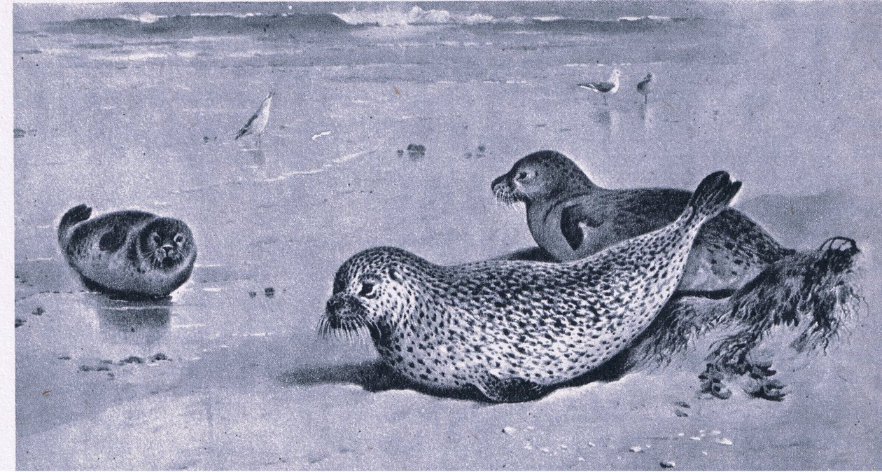 Foca comune, Nature in Britain pubblicato da Collins da Archibald Thorburn