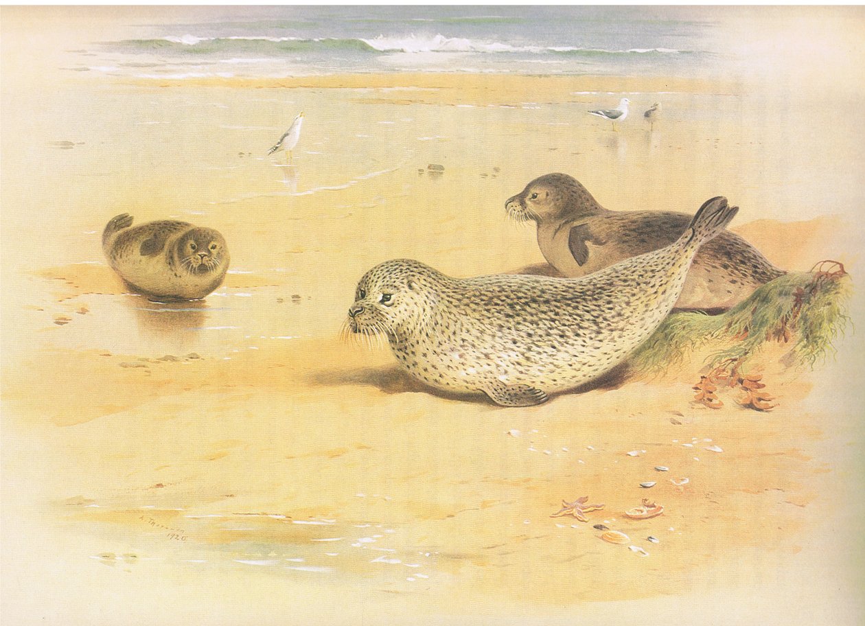 Foca comune, da Mammiferi di Thorburn pubblicato da Longmans and Co, c. 1920 da Archibald Thorburn