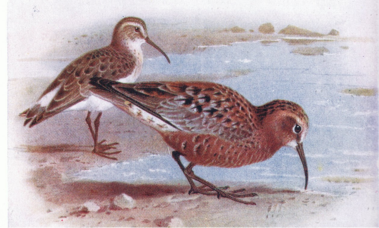 Piovanello pancianera, da Uccelli delle isole britanniche e le loro uova pubblicato da Frederick Warne & Co Ltd, 1958 da Archibald Thorburn