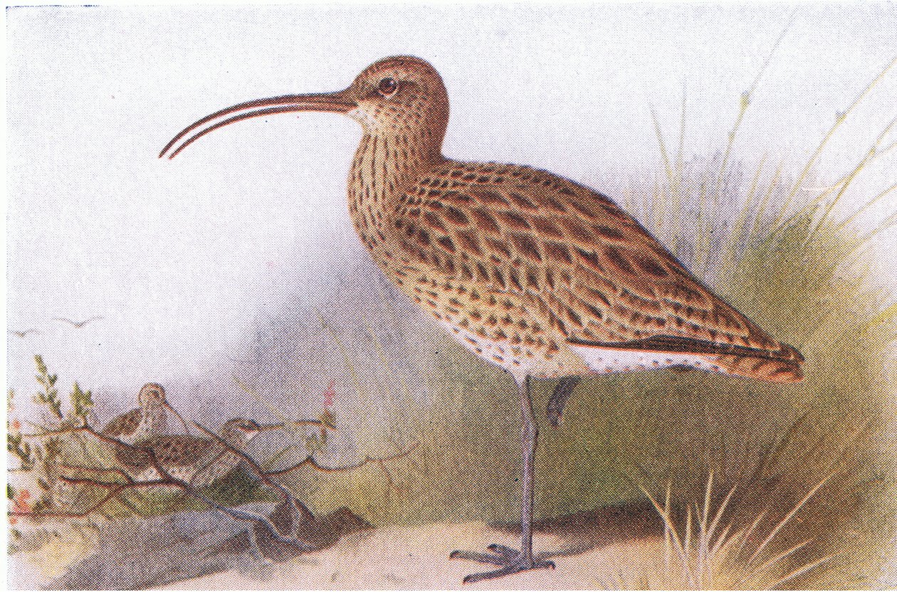 Chiurlo, da Birds of the British Isles and Their Eggs pubblicato da Frederick Warne & Co Ltd, 1958 da Archibald Thorburn