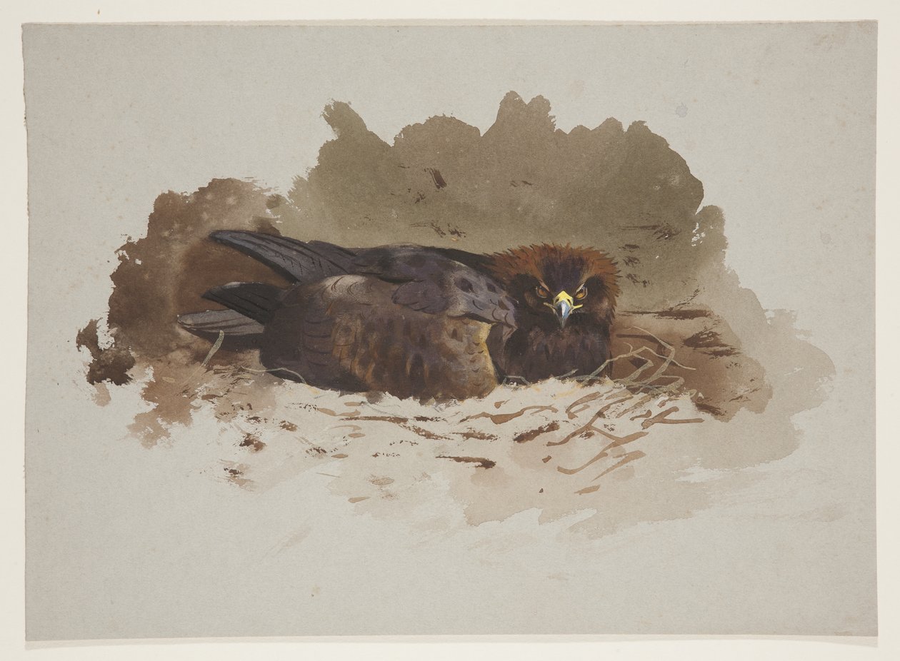 Aquila sul nido da Archibald Thorburn