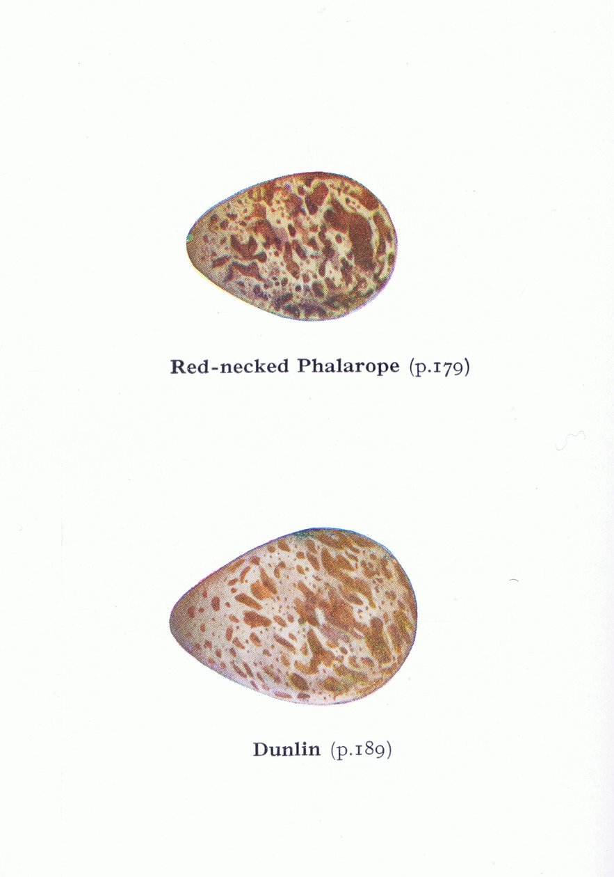 Uova: Falaropo beccorosso e Piovanello pancianera, da Uccelli delle isole britanniche e le loro uova pubblicato da Frederick Warne & Co Ltd, 1958 da Archibald Thorburn
