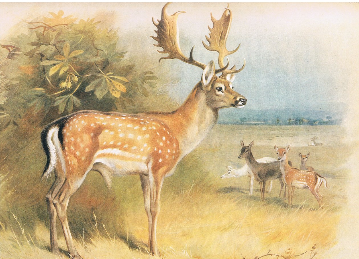 Daino, da Mammiferi di Thorburn pubblicato da Longmans and Co, c. 1920 da Archibald Thorburn