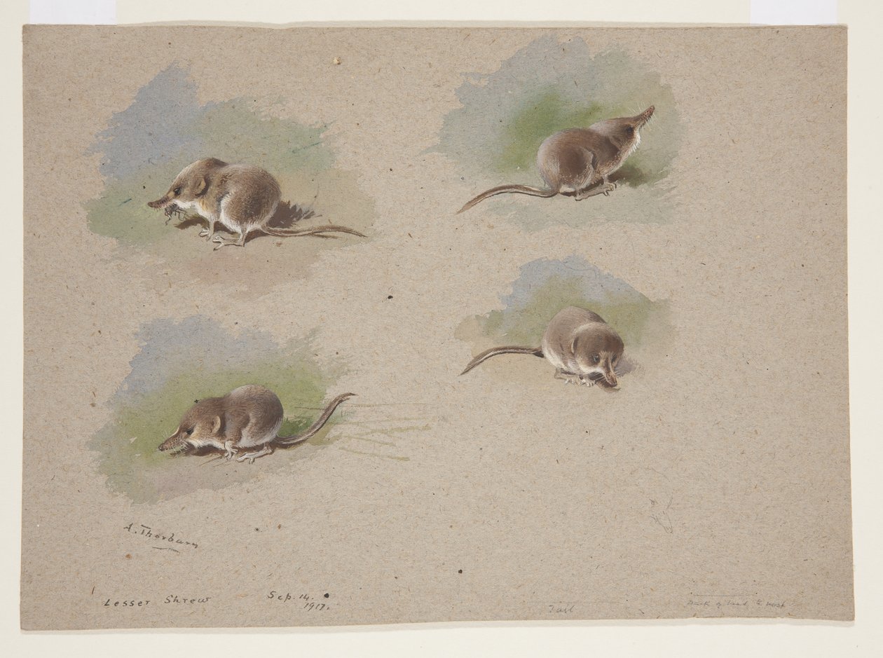 Quattro vignette di toporagno minore, c.1915 da Archibald Thorburn